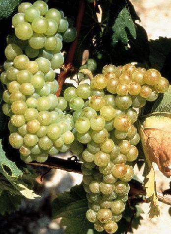 Agriturismo Ai Piacentini Santo Stefano Belbo Eksteriør bilde